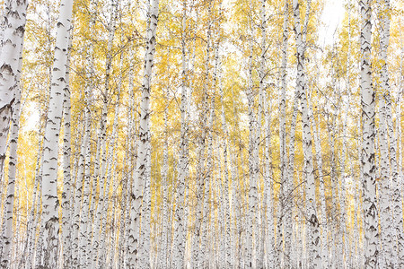 美丽的桦树林背景图片