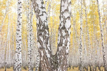 秋天里的桦树林背景图片