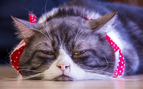 躺在地上无聊的家猫美国短发图片