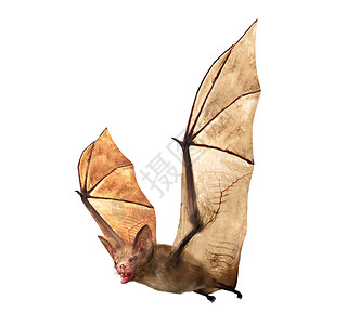 蝙蝠翅膀白色背景上隔离的 飞行中蝙蝠背景