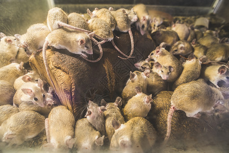 许多大鼠自然的褐家鼠高清图片