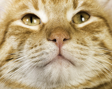 橙猫闭上眼睛吸鼻子图片
