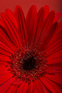 红色的梅花朵图片