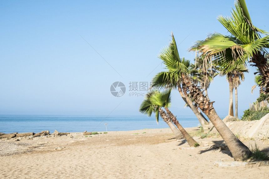 海滩上的棕榈树海和蓝天图片