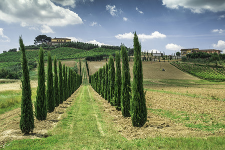 意大利的葡萄园和农场道路图片