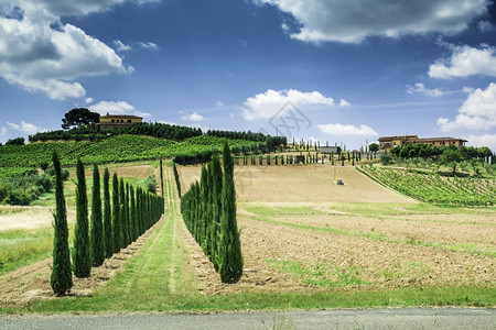 意大利的葡萄园和农场道路图片