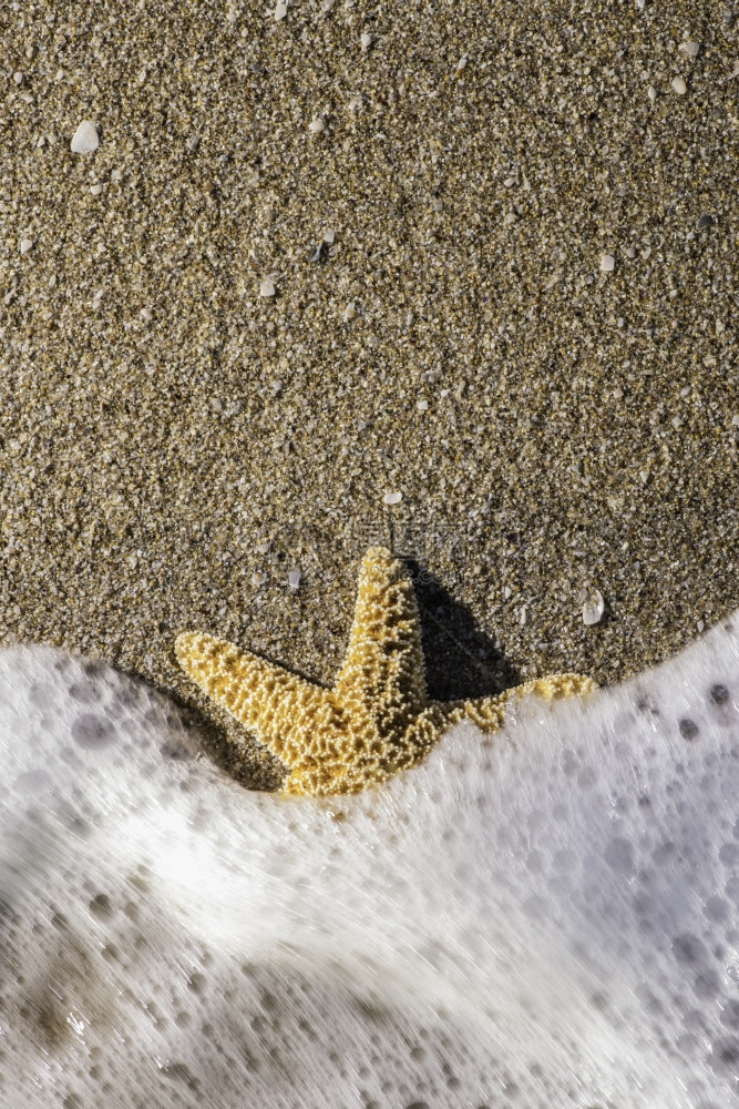 太阳照耀着海星进入浪图片