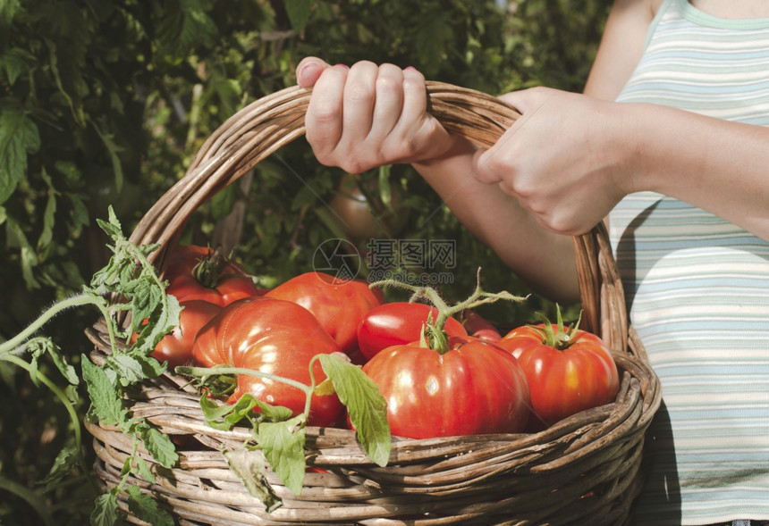 在篮子中采摘西红柿私人花园图片