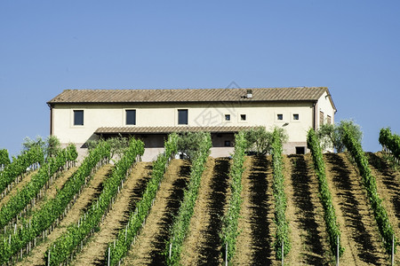 意大利tuscany的葡萄园和农舍图片