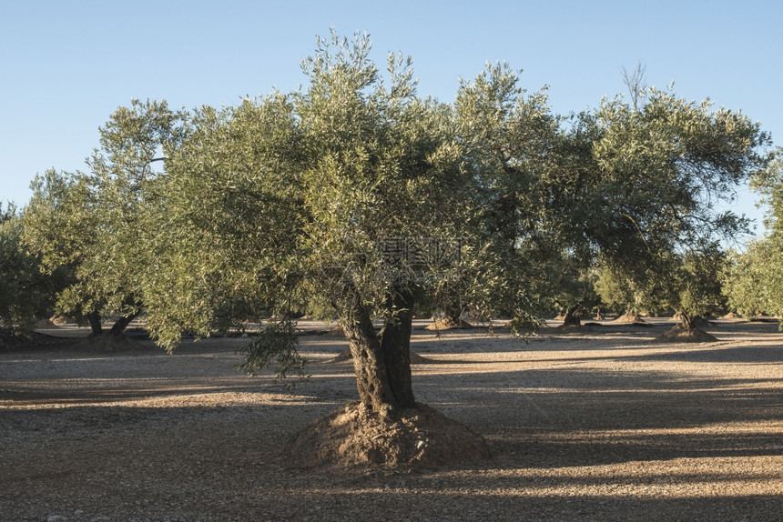 种植多棵树的橄榄图片