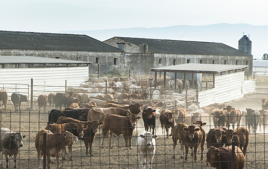 农场里的公牛和栅栏图片