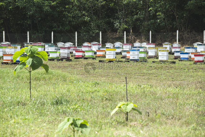 蜜蜂农场图片