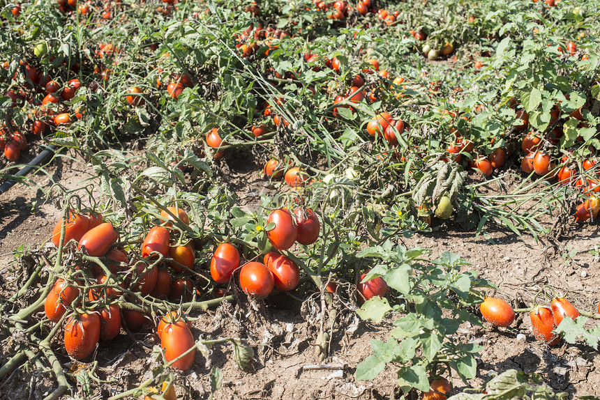 田里生长的西红柿真正植物图片