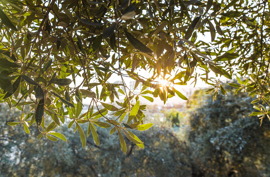 橄榄树海和日落图片
