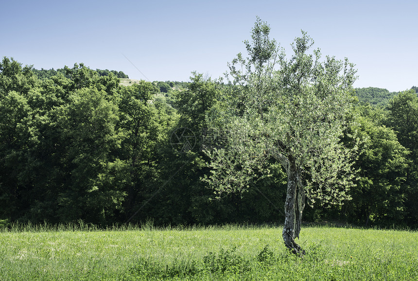 在意大利的橄榄树塔斯卡纳的橄榄树图片