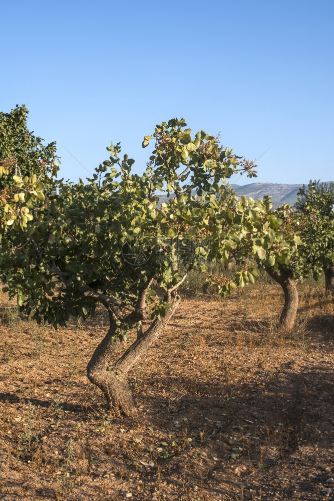 希腊的开心果树开心果种植园希腊图片