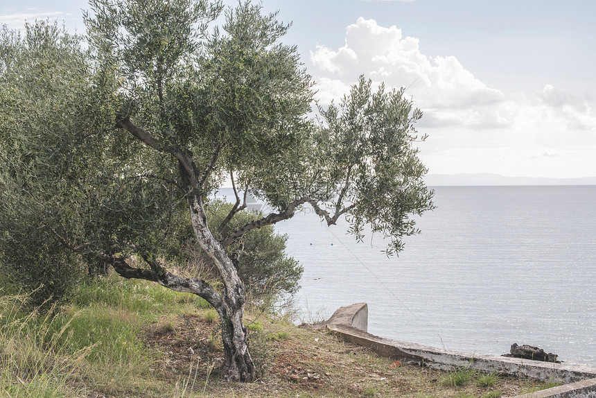 沙滩上的橄榄树蓝天空灰色图片
