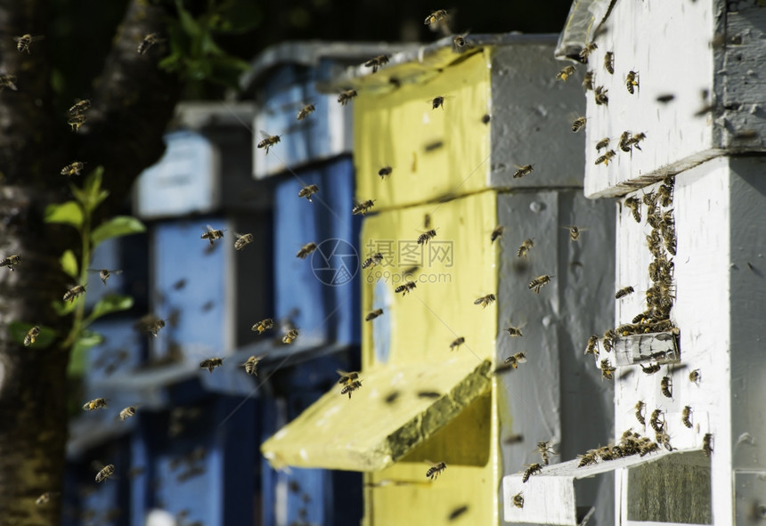 成群的蜜蜂飞向巢阳光照耀图片