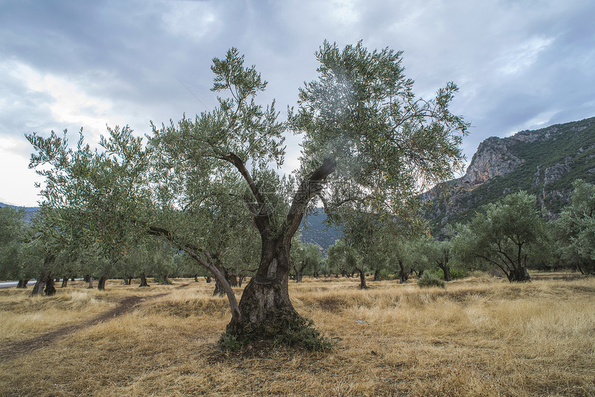 种植园的橄榄树农耕地土图片