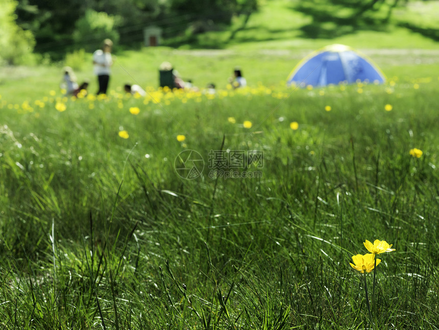 森林和帐篷中的绿草原浅色的黄花图片