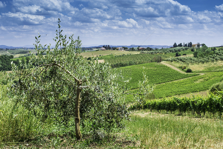 在意大利的橄榄树上种植图片