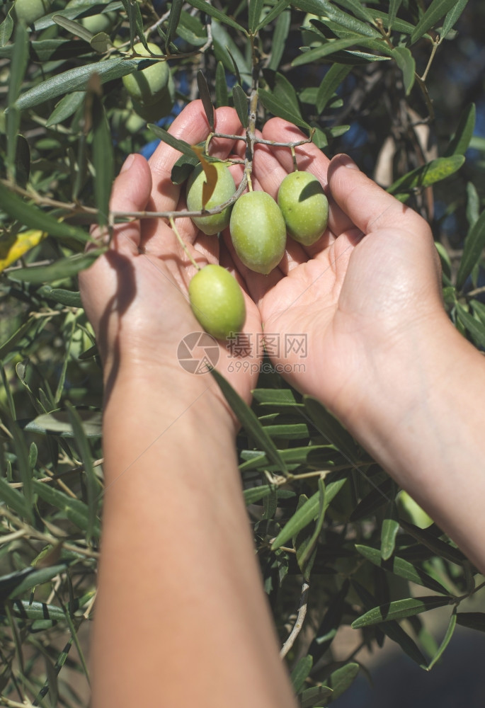 手握橄榄树枝阳光照耀图片
