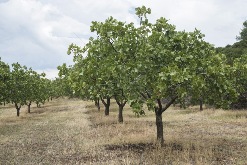 Pistacho种植场的pstacho树图片