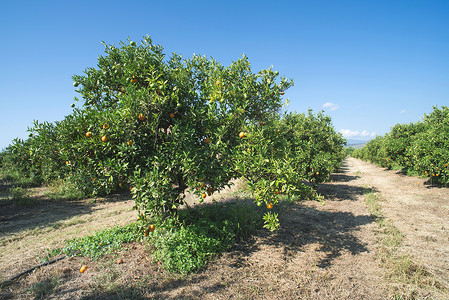 种植中的橙树图片
