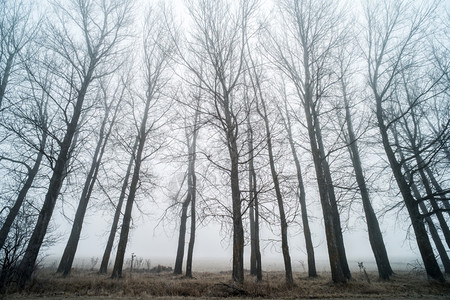 雾中大树森林和雾中大树图片