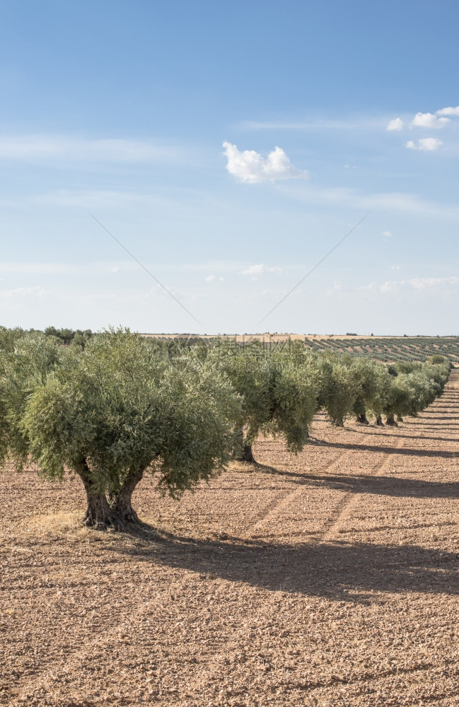 种植多棵树的橄榄图片