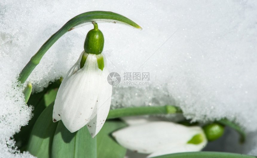 雪中的花关闭宏拍摄图片