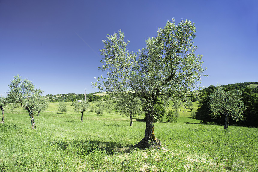 在意大利的橄榄树里塔斯卡纳的橄榄树图片