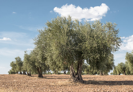 橄榄农场横排树和蓝天背景图片