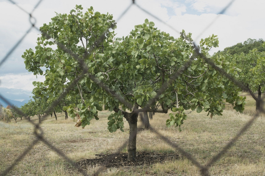 希腊的开心果树开心果种植园希腊图片