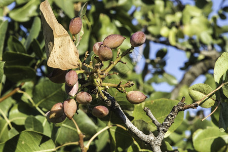 皮萨焦树以水果为枝实封闭树枝图片