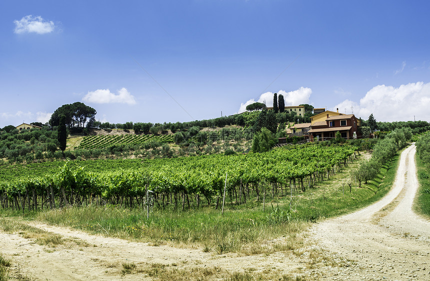 意大利托斯卡纳的葡萄园和农舍图片