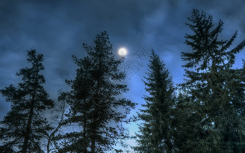 朦胧月光晚上在树林里松背景