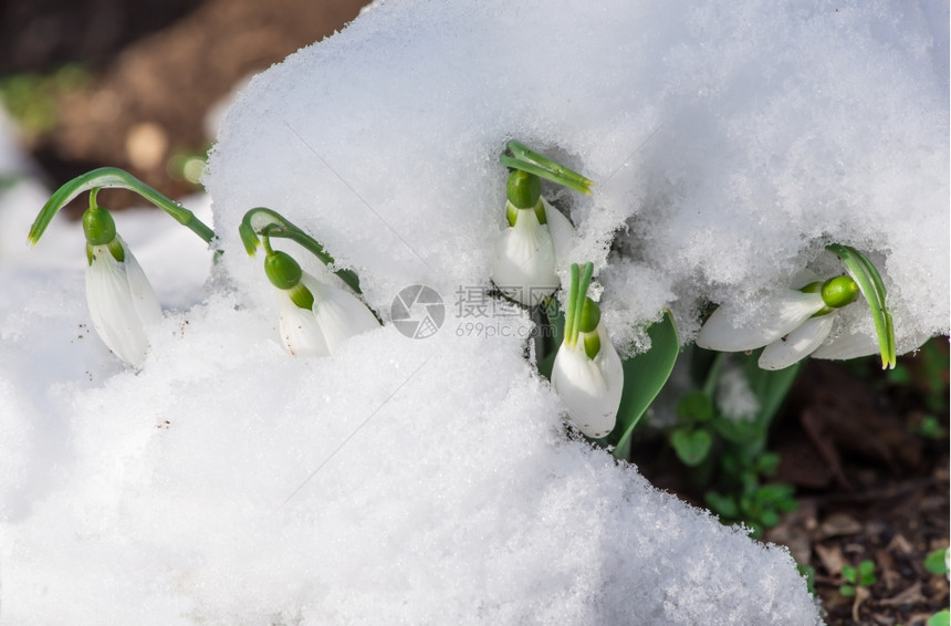 雪中的花关闭宏拍摄图片