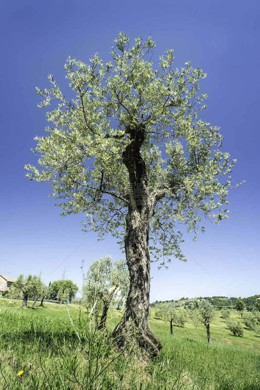 在意大利的橄榄树里塔斯卡纳的橄榄树图片