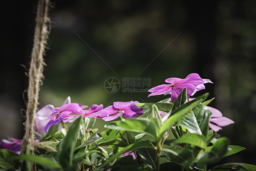 鲜花挂在盆上图片