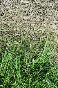 绿草和黄干背景图片