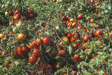 田里生长的西红柿真正植物图片
