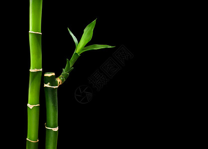 以黑色背景隔离的绿竹子背景图片