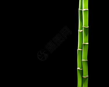 以黑色背景隔离的绿竹子背景图片