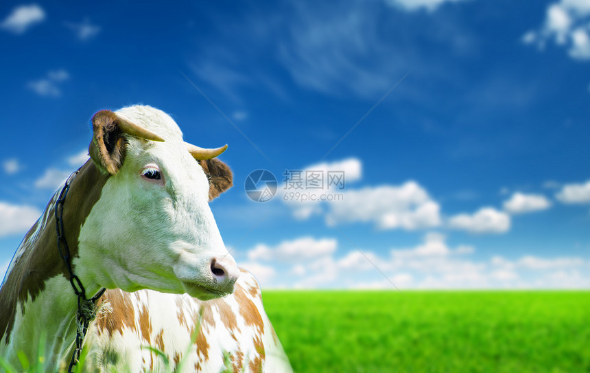 绿色夏日草原上滑稽牛图片
