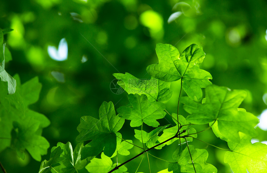 绿色背景的叶子图片