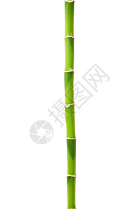 白上孤立的绿竹子背景图片