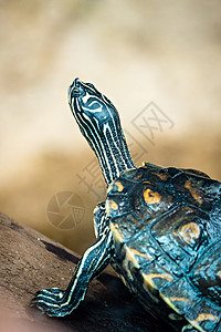 小海龟在大自然中洗澡高清图片