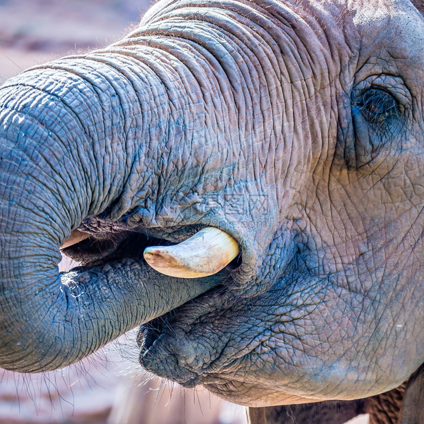 非洲大象动物园的喂养时间图片