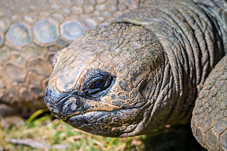 阿尔达布拉巨龟杜苏米雷特写图片